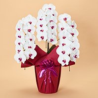 本格胡蝶蘭3本立 特選(赤リップ)